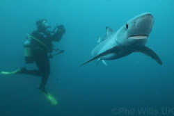 Blue shark and diver off Cape Point, South Africa. by Phil Wills 